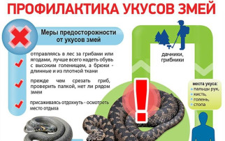 Как уберечься от укуса змей? Как уберечься от укуса змей?.